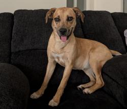Lost Female Dog last seen Stagg Street, Winnetka, Los Angeles, CA 91306