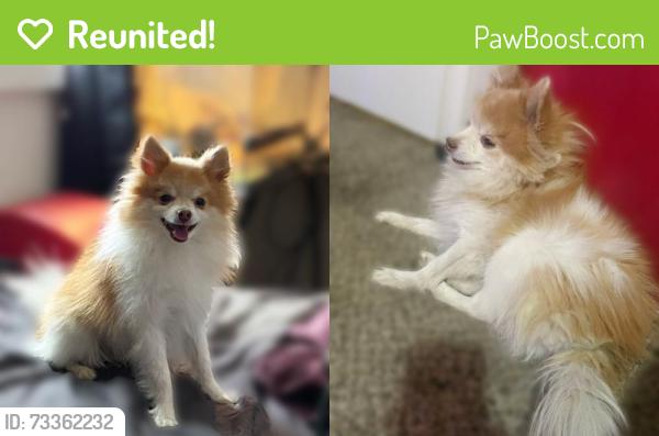 Reunited Male Dog last seen Near Riverdale Rd, Thornton, CO 80229, USA, Thornton, CO 80229
