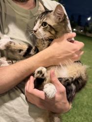 Found/Stray Male Cat last seen Vin Scully Centennial Park, La Habra, CA 90631