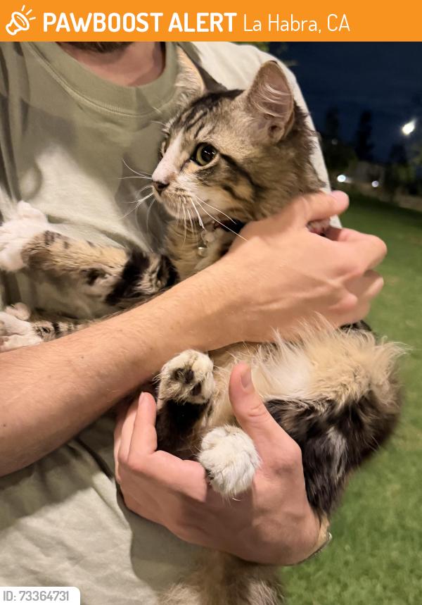 Found/Stray Male Cat last seen Vin Scully Centennial Park, La Habra, CA 90631