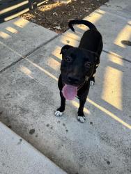 Found/Stray Male Dog last seen Bird Street, Fort Worth, TX 76111