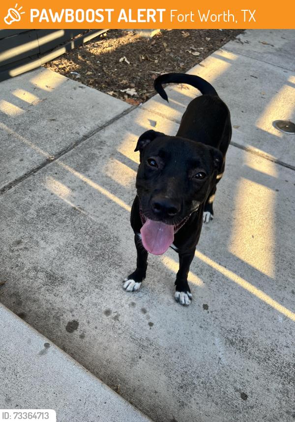 Found/Stray Male Dog last seen Bird Street, Fort Worth, TX 76111
