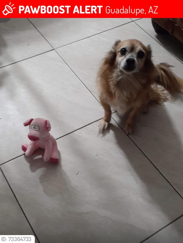 Lost Female Dog last seen Priest and Guadalupe, Guadalupe, AZ 85283