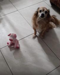 Lost Female Dog last seen Priest and Guadalupe, Guadalupe, AZ 85283
