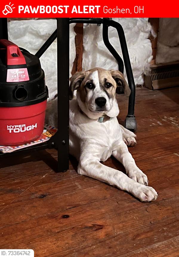 Lost Female Dog last seen Belfast Baptist Church, Goshen, OH 45122