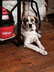 Lost Female Dog last seen Belfast Baptist Church, Goshen, OH 45122