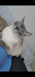 Reunited Male Cat last seen I live on the corner on the 4th floor, Vancouver, BC V5N 5K9