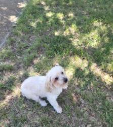 Reunited Male Dog last seen Near the lake Dallas high school, Corinth, TX 76210