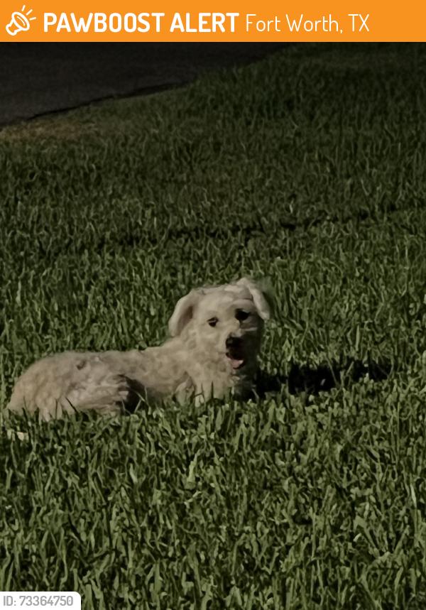 Found/Stray Unknown Dog last seen On corner on Lubbock Ave and Sadler Ave, Fort Worth, TX 76133