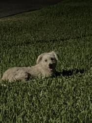 Found/Stray Unknown Dog last seen On corner on Lubbock Ave and Sadler Ave, Fort Worth, TX 76133