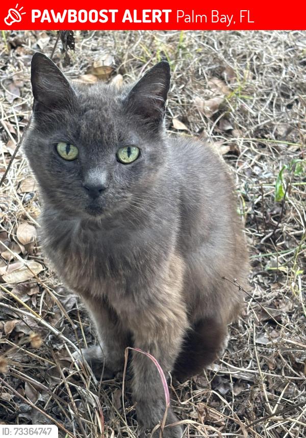 Lost Female Cat last seen Pomello Ave Sw, Palm Bay, FL 32908