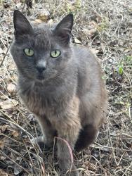 Lost Female Cat last seen Pomello Ave Sw, Palm Bay, FL 32908