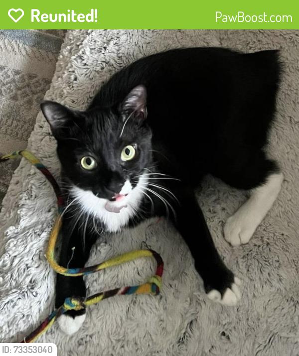 Reunited Female Cat last seen Briarwood Rd NE and Briarwood Way NE, Brookhaven, GA 30319