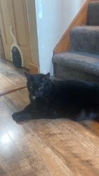 Lost Male Cat last seen Dollar General Lawrence Ave, Ellwood City, PA 16117