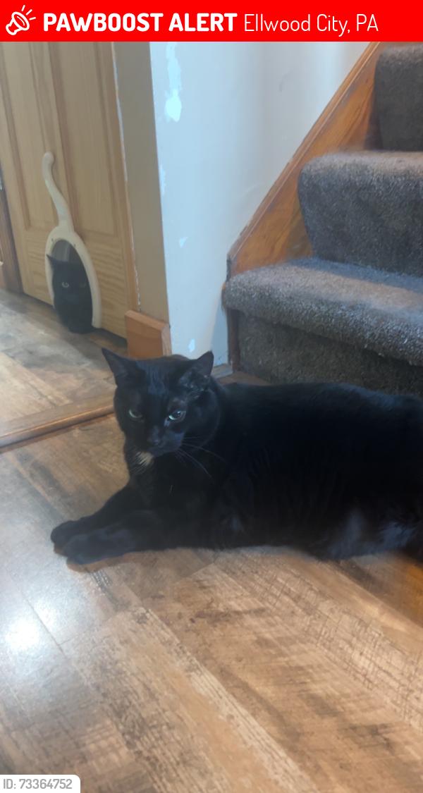Lost Male Cat last seen Dollar General Lawrence Ave, Ellwood City, PA 16117