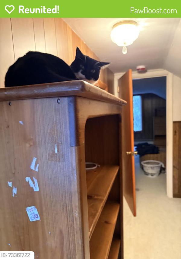Reunited Female Cat last seen Near W Allenton Rd, North Kingstown, RI 02852, USA, North Kingstown, RI 02852