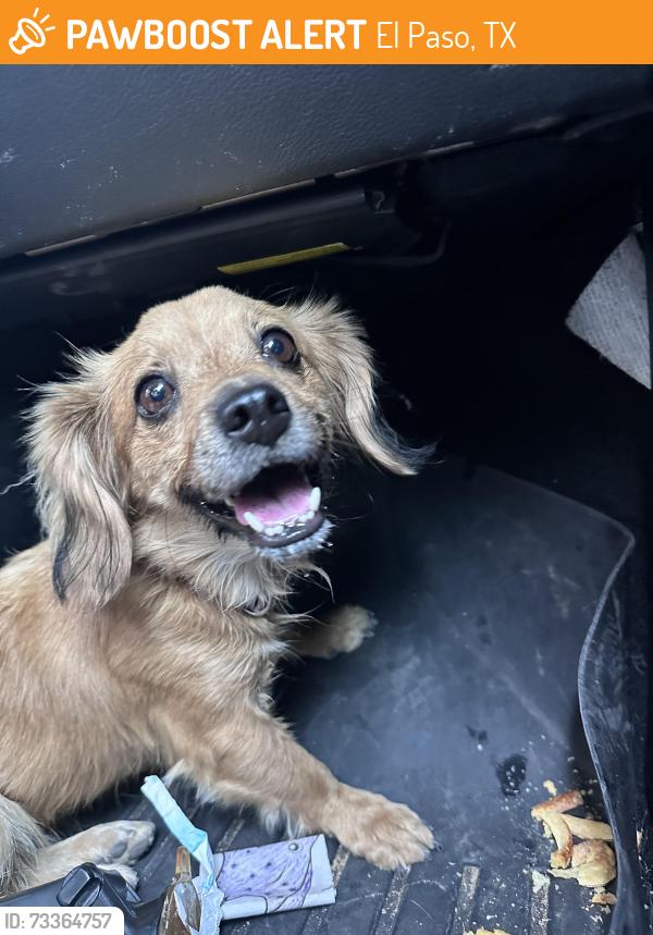 Found/Stray Unknown Dog last seen Del valle high school, El Paso, TX 79907