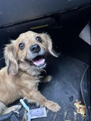 Found/Stray Unknown Dog last seen Del valle high school, El Paso, TX 79907
