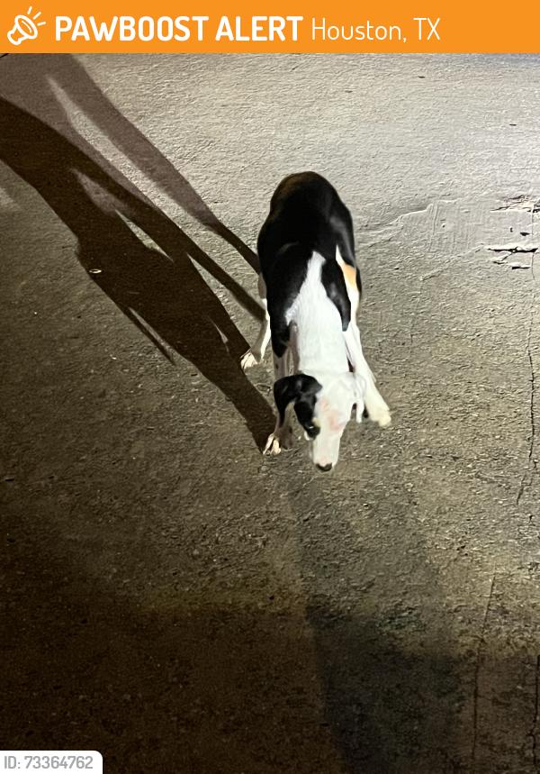 Found/Stray Female Dog last seen At the park , harwin dr, Houston, TX 77072