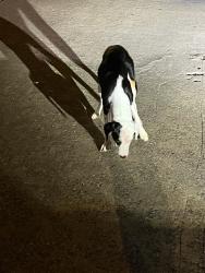 Found/Stray Female Dog last seen At the park , harwin dr, Houston, TX 77072