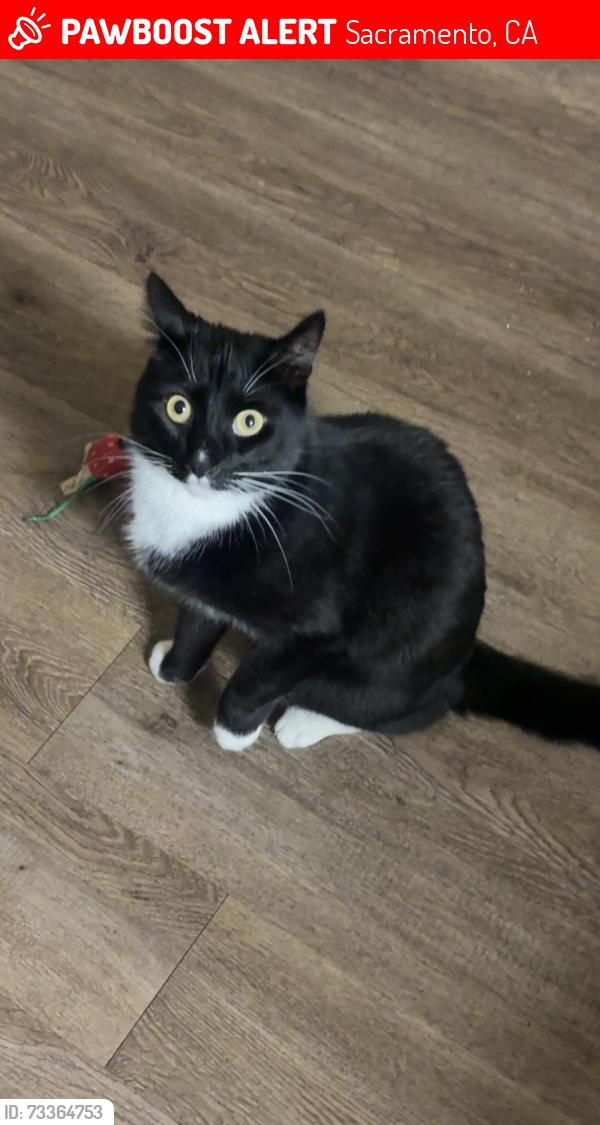 Lost Male Cat last seen College Town Dr & La Riviera Dr, Sacramento, CA 95826