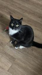 Lost Male Cat last seen College Town Dr & La Riviera Dr, Sacramento, CA 95826