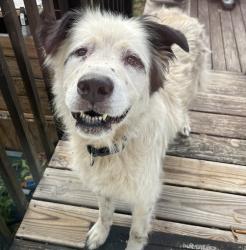 Reunited Male Dog last seen Union street & Wall Street, Sale Creek, TN 37373