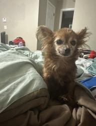 Lost Female Dog last seen Jodeco or mcclluen, Stockbridge, GA 30281