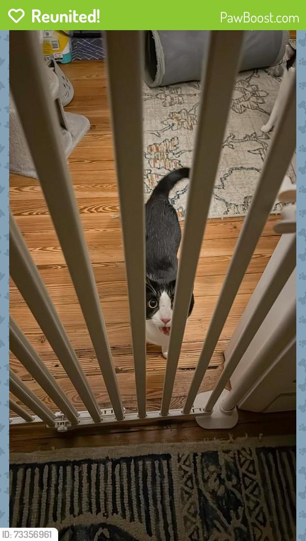 Reunited Male Cat last seen Near Johnsontown Park, Downingtown, PA 19335