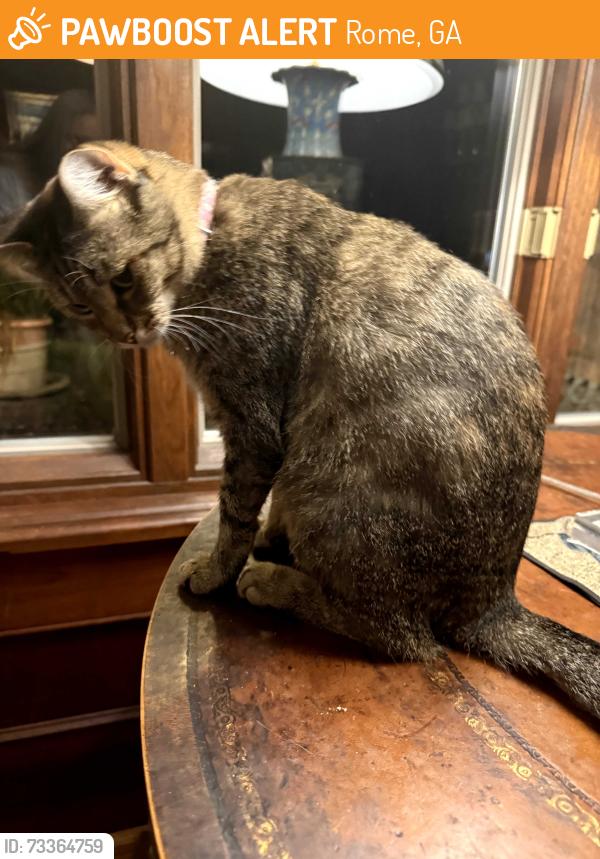 Found/Stray Unknown Cat last seen Collinwood road Old East Rome area, Rome, GA 30161