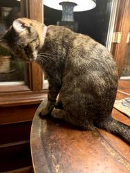 Found/Stray Unknown Cat last seen Collinwood road Old East Rome area, Rome, GA 30161