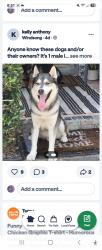 Found/Stray Male Dog last seen Oak Hampton and Barker Cypress, Houston, TX 77084