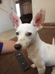 Lost Female Dog last seen Rua curiango 182, Maringá, PR 