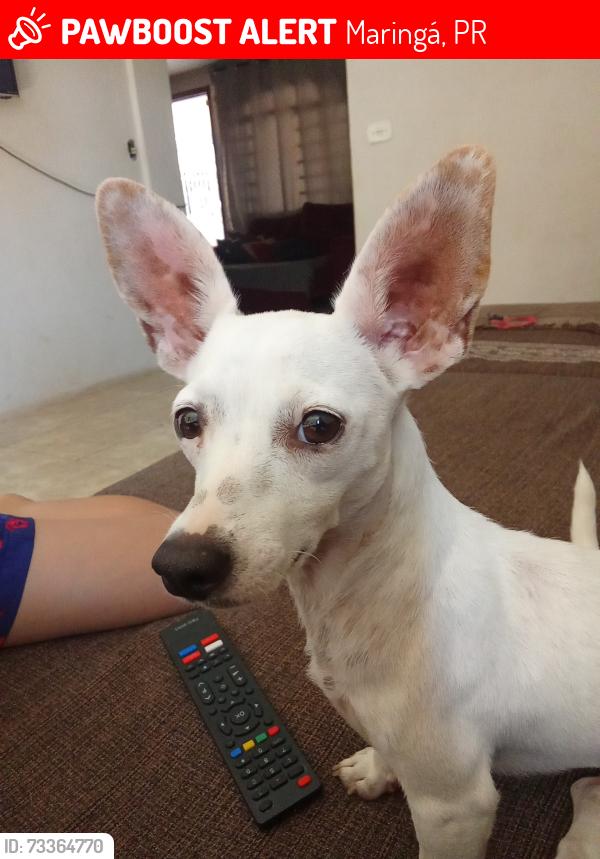 Lost Female Dog last seen Rua curiango 182, Maringá, PR 