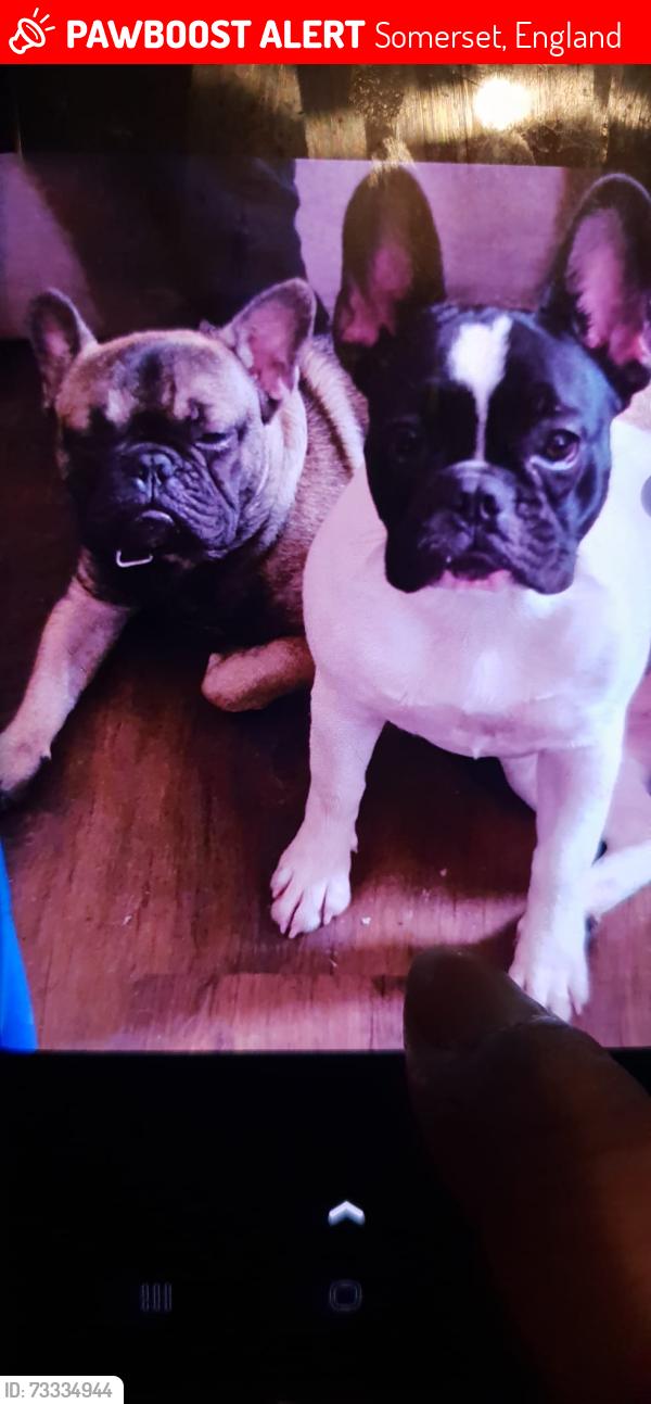 Lost Female Dog last seen Bridgewater and tauton, Somerset, England 