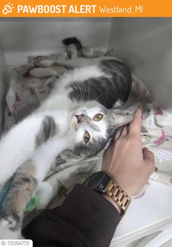 Found/Stray Male Cat last seen Near north middlebelt road, Westland mi 48185, Westland, MI 48185
