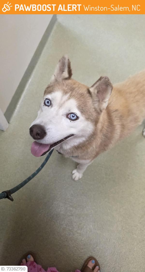 Found/Stray Unknown Dog last seen Main Street and Silas Creek Parkway, Winston-Salem, NC 27127
