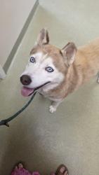Found/Stray Unknown Dog last seen Main Street and Silas Creek Parkway, Winston-Salem, NC 27127