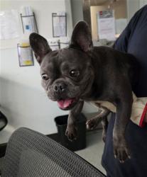 Shelter Stray Female Dog last seen , 14409 Vanowen St, Van Nuys, CA 91405, USA