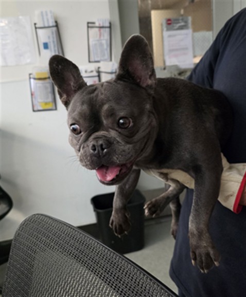 Shelter Stray Female Dog last seen , 14409 Vanowen St, Van Nuys, CA 91405, USA