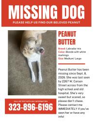 Lost Female Dog last seen Across from Torrance high school and the old abandoned hosp, Torrance, CA 90501