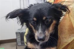 Shelter Stray Female Dog last seen , 4000 N Silverbell Rd, Tucson, AZ 85745, USA