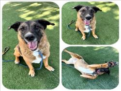Shelter Stray Male Dog last seen , West Valley Animal Shelter, 20655 Plummer St, Chatsworth, CA 91311, USA