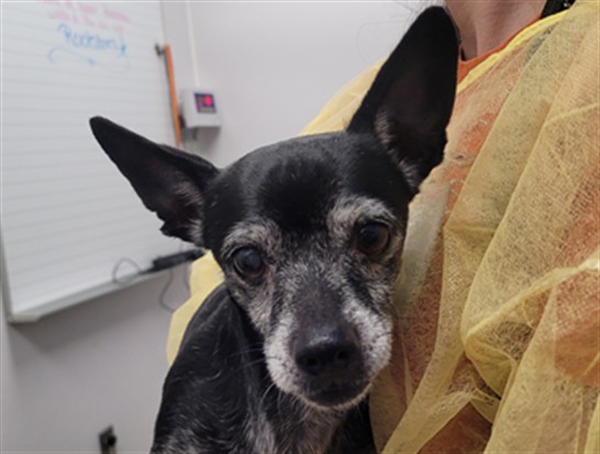 Shelter Stray Male Dog last seen , 4000 N Silverbell Rd, Tucson, AZ 85745, USA