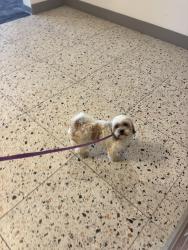 Found/Stray Female Dog last seen Near highway, Columbia, SC 29209