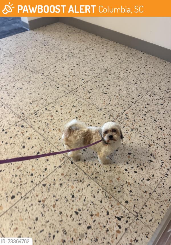 Found/Stray Female Dog last seen Near highway, Columbia, SC 29209
