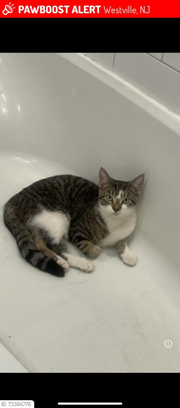 Lost Female Cat last seen New street, Westville, NJ 08093