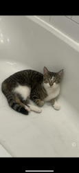 Lost Female Cat last seen New street, Westville, NJ 08093
