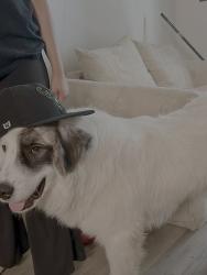 Lost Female Dog last seen Near Midlothian Turnpike, Bon Air, VA 23235