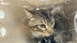Shelter Stray Unknown Cat last seen , 957 N Gaffey St, San Pedro, CA 90731, USA